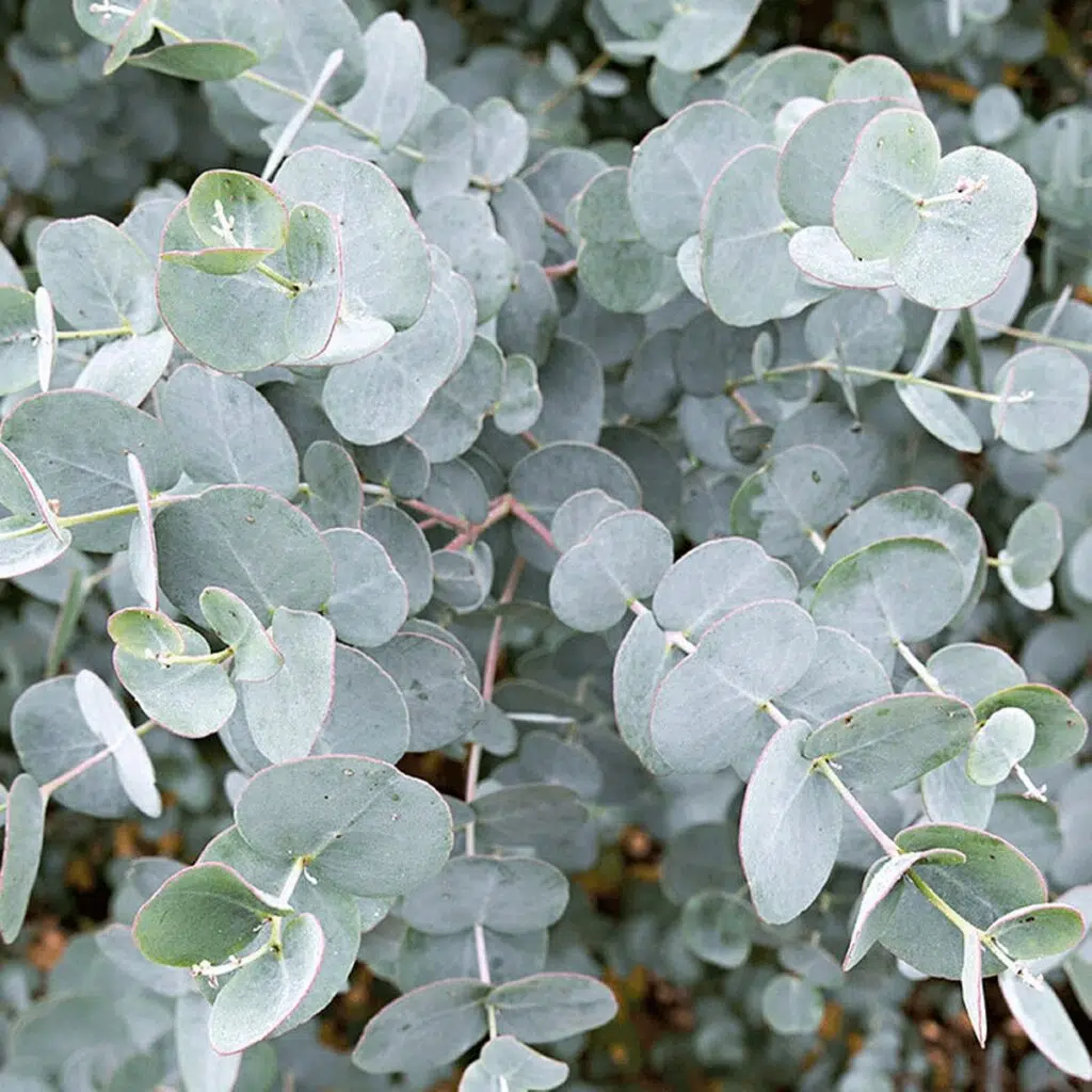 Eucalyptus gunnii 003 | Bio Rama Kako se na prirodan način zaštiti od komaraca (Recepti)