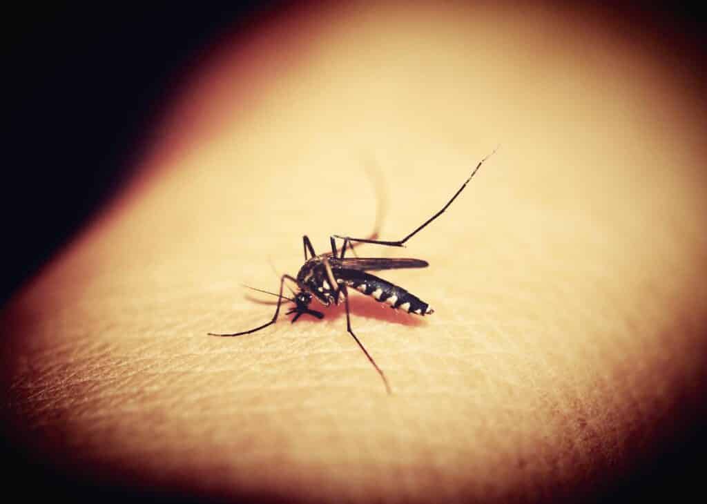 mosquitoe gcbd5a0930 1280 1 | Bio-Rama Kako se na prirodan način zaštiti od komaraca (Recepti)