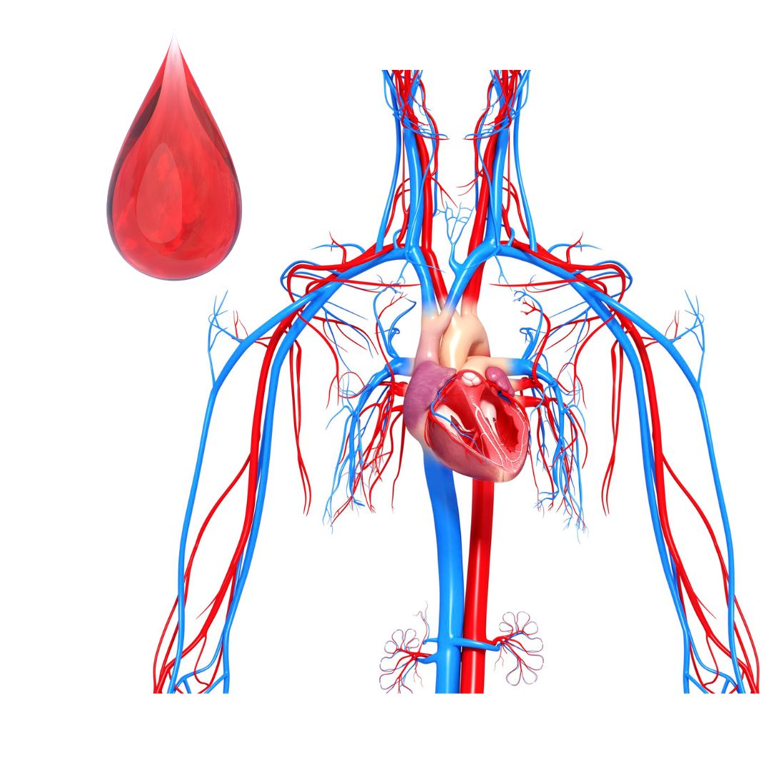 Krv i žilni sustav