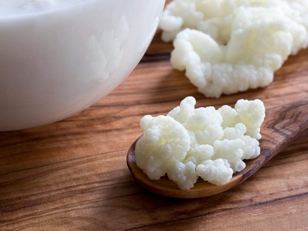 milk kefir grains