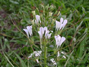 Ajagandha Cleome gynandra Herb Ayurvedski pregled | Bio Rama Ajagandha (Cleome gynandra) Herb Ayurvedski pregled