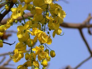 Aragvadha Cassia fistula Herb Ayurvedski pregled | Bio Rama Aragvadha (Cassia fistula) Herb Ayurvedski pregled