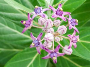 Arka Calotropis gigantea Herb Ayurvedski pregled | Bio Rama Arka (Calotropis gigantea) Herb Ayurvedski pregled