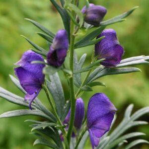 Ativisa Aconitum heterophyllum Herb Ayurvedski pregled | Bio Rama Ativisa (Aconitum heterophyllum) Herb Ayurvedski pregled