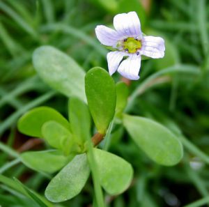 Brahmi Zdravstvene dobrobiti i upotreba tonika za mozak koji jaca | Bio Rama Brahmi: Zdravstvene dobrobiti i upotreba tonika za mozak koji jača um