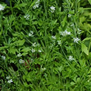 Candrasura Lepidium sativum Herb Ayurvedski pregled | Bio Rama Candrasura (Lepidium sativum) Herb Ayurvedski pregled