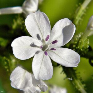 Citraka Plumbago zeylanica Herb Ayurvedski pregled | Bio Rama Citraka (Plumbago zeylanica) Herb Ayurvedski pregled