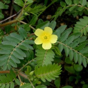 Gokshura Tribulus terrestris Herb Ayurvedski pregled | Bio Rama Gokshura (Tribulus terrestris) Herb Ayurvedski pregled