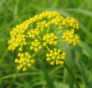 Hingu Ferula foetida Herb Ayurvedski pregled | Bio Rama Hingu (Ferula foetida) Herb Ayurvedski pregled